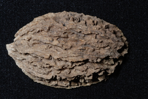 Bixby's walnut