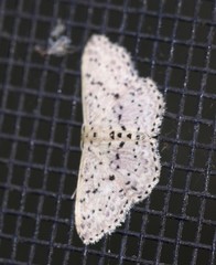 Idaea punctatissima