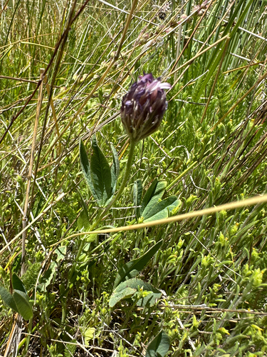 longstalk clover (Trifolium longipes)