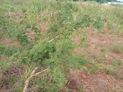 Dichrostachys cinerea