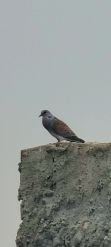 European Turtle-Dove