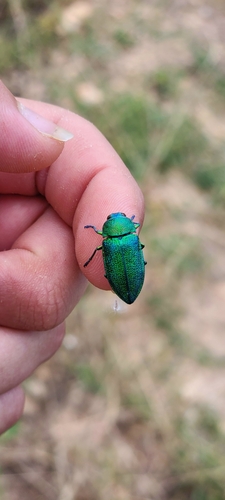 Perotis unicolor