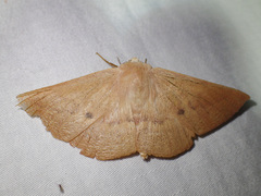 Monoctenia falernaria