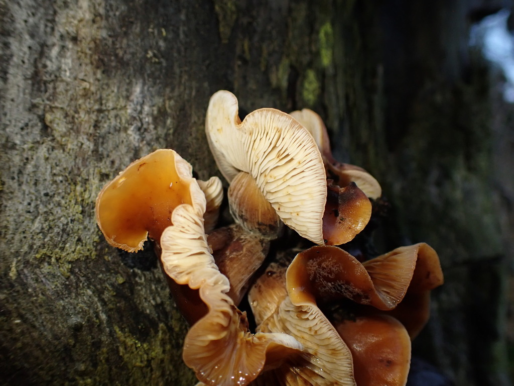 Flammulina velutipes · July 2025 · photo: © predomalpha (iNaturalist, cc-by)
