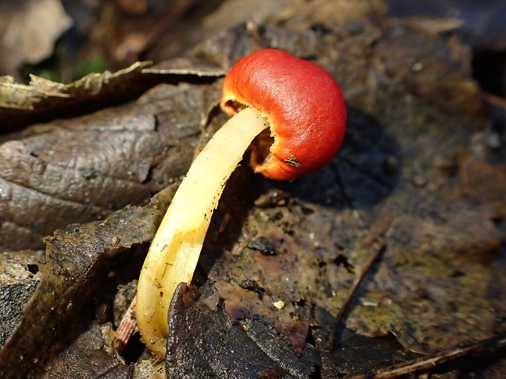 Leratiomyces erythrocephalus · July 2025 · photo: © predomalpha (iNaturalist, cc-by)