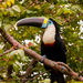 White-throated Toucan - Photo (c) biolugo, some rights reserved (CC BY-NC), uploaded by biolugo