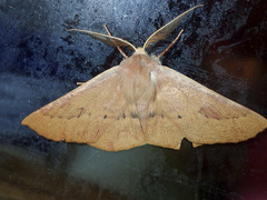 Monoctenia falernaria