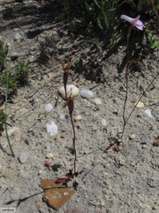 Disa inflexa
