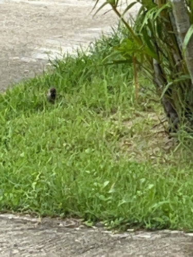 Eurasian Tree Sparrow