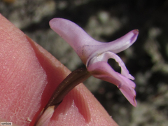 Disa inflexa