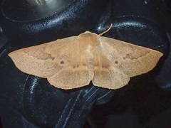 Monoctenia falernaria