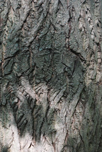 Juglans × bixbyi, photograph 6
