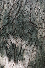Juglans × bixbyi, photograph (c) Douglas Goldman, some rights reserved (CC BY-SA)