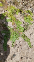 Evolvulus prostratus