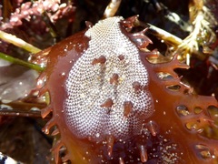 Membranipora membranacea