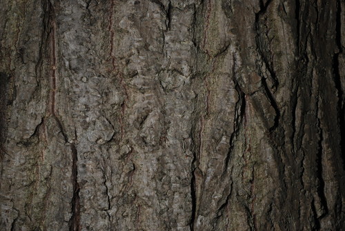 Juglans × bixbyi, photograph 1