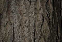 (c) Douglas Goldman, some rights reserved (CC BY-SA) Juglans × bixbyi, photograph (c) Douglas Goldman, some rights reserved (CC BY-SA)
