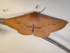 Monoctenia falernaria