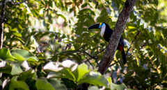 Ramphastos vitellinus