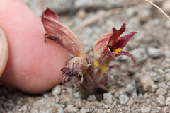 Aphyllon corymbosum