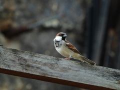 Passer domesticus