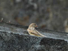Passer domesticus