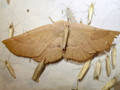 Monoctenia falernaria