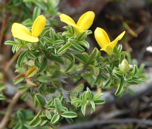 Image of Argyrolobium pachyphyllum by (c) Charles Stirton, some rights reserved (CC BY-SA)