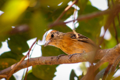 Sakesphorus canadensis