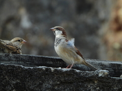 Passer domesticus