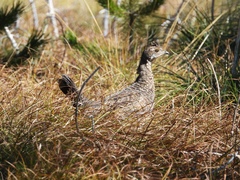 Dendragapus fuliginosus