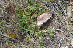 Argyrolobium pachyphyllum