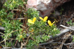 Argyrolobium pachyphyllum