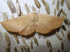 Monoctenia falernaria