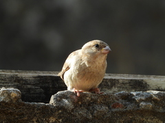 Passer domesticus