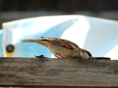 Passer domesticus