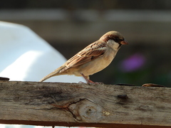 Passer domesticus