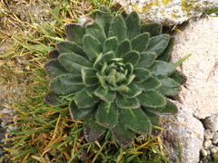 Draba jorullensis