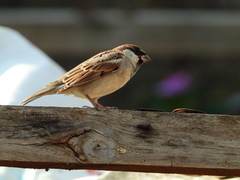 Passer domesticus