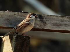 Passer domesticus