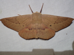 Monoctenia falernaria