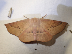 Monoctenia falernaria