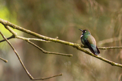 Schistes albogularis