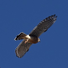 Falco sparverius