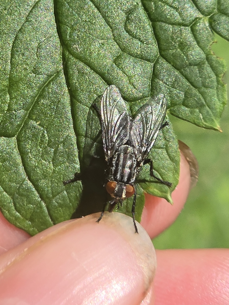 large flesh fly