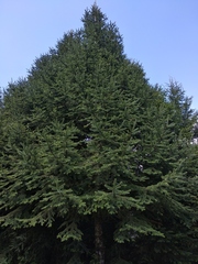 Abies religiosa