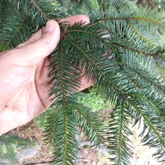 Abies religiosa