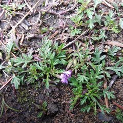 Glandularia teucriifolia