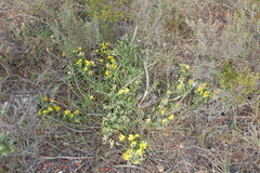 Argyrolobium pachyphyllum