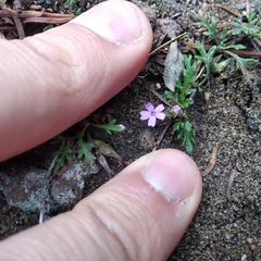 Glandularia teucriifolia